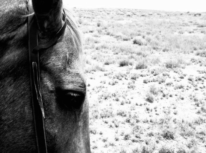 Palomino Eye Original Photo Etsy