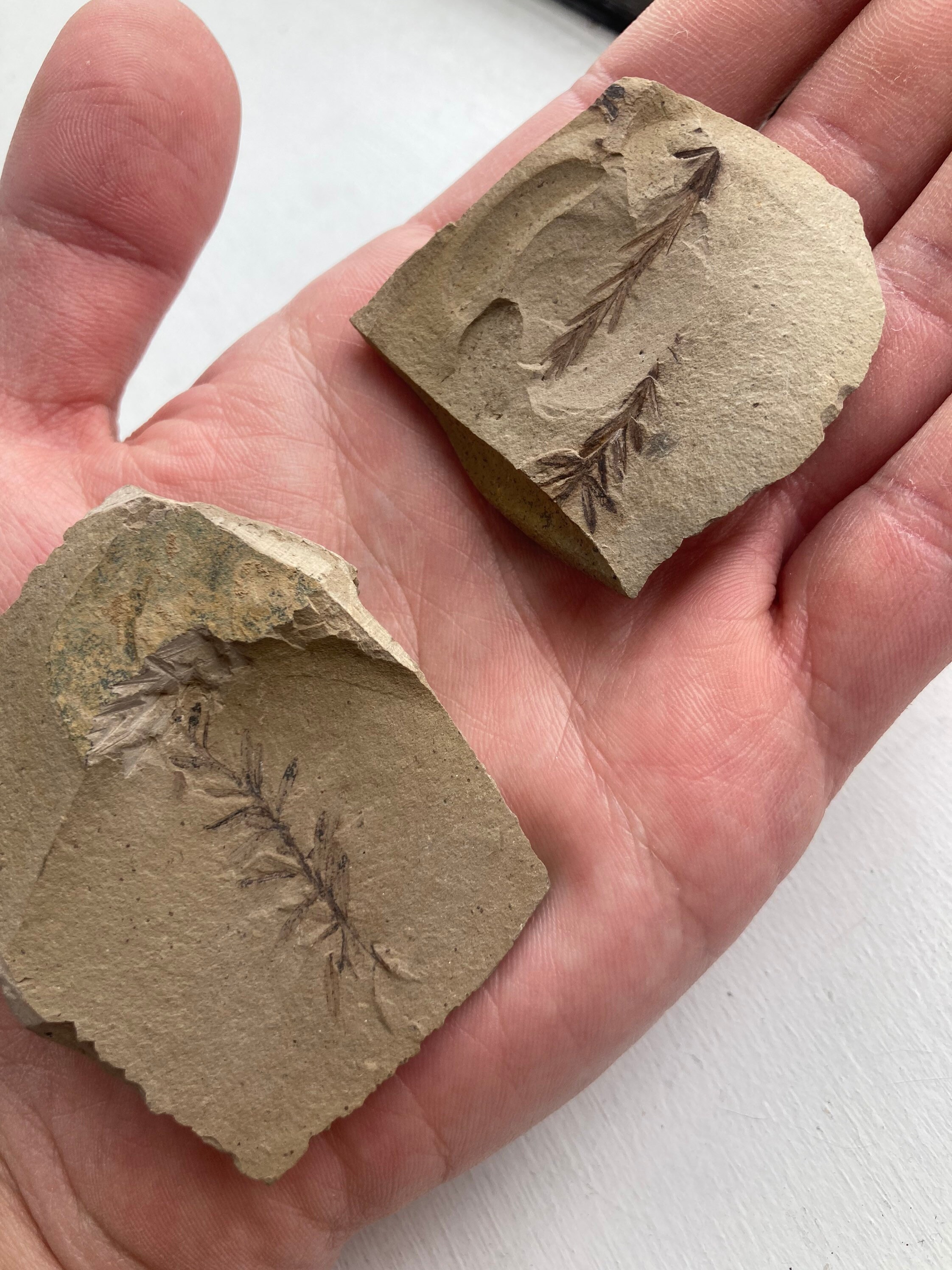 Plant Fossils for sale 95 ads for used Plant Fossils