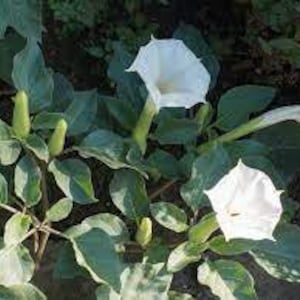 Moonflower Datura "Evening Fragrance"