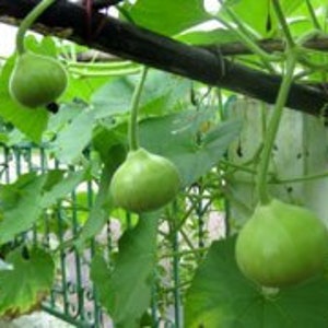 IPS006 - Bottle Gourd - Round - 10 Seeds