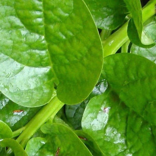 IPS056 - Malabar spinach (Green Stem) - 10 seeds