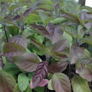 IPS060 - Krishna Tulsi - ocimum sanctum - red leaf - 200 seeds