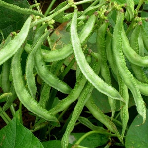 IPS036 - Paadhu Chikkudu / Dolichos Creeper / Dolichos Bean NDL - 98 (Laxmi) - 10 Seeds