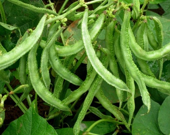 IPS036 - Paadhu Chikkudu / Dolichos Creeper / Dolichos Bean NDL - 98 (Laxmi) - 10 Seeds