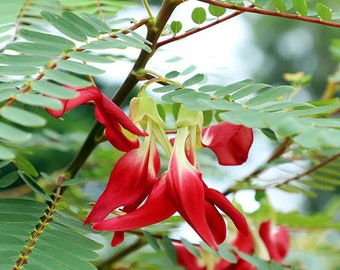 IPS100 - Agathi - SESBANIA GRANDIFLORA-RED- 25 Plus Seeds