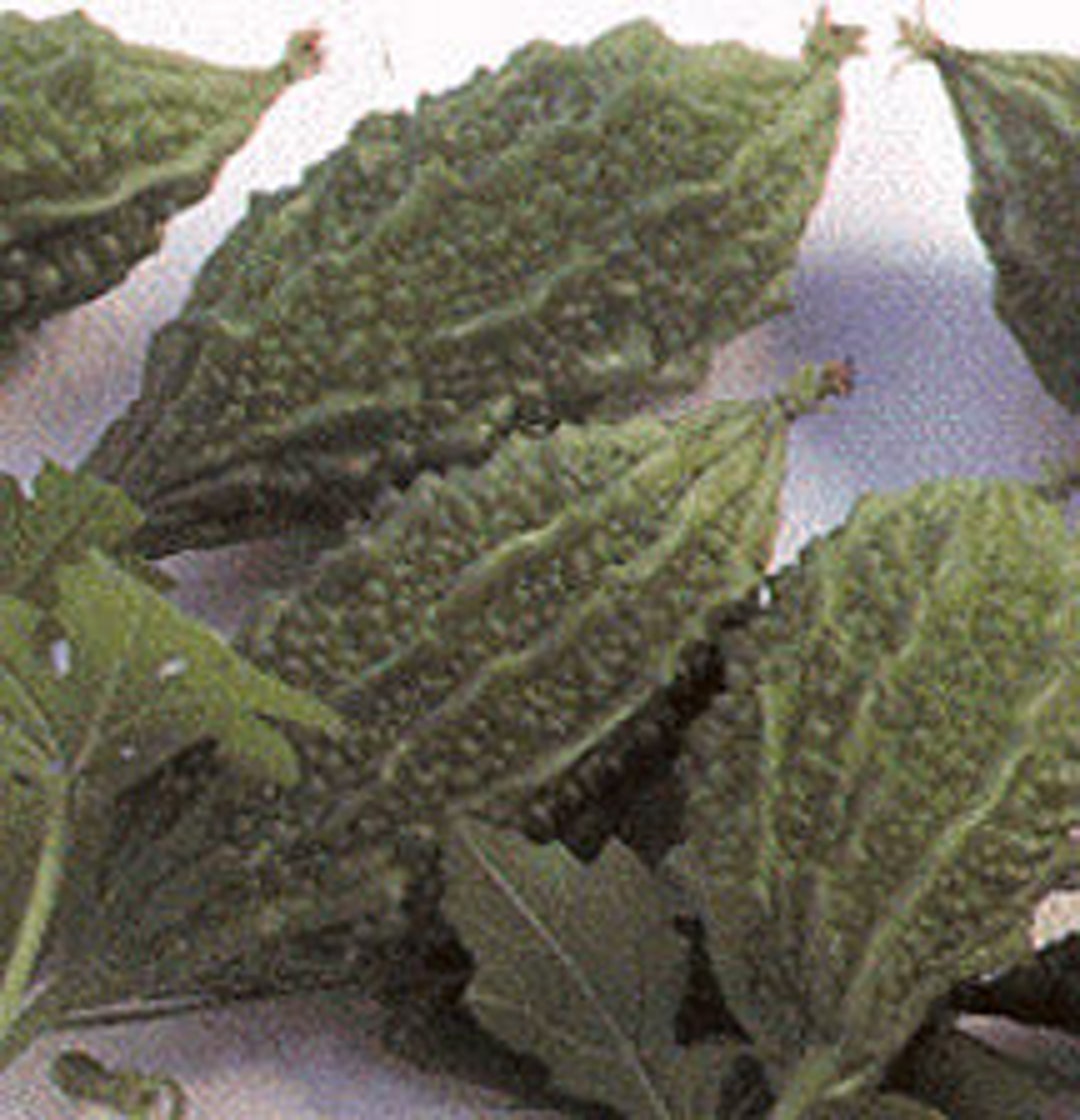 IPS034 Mini Bitter Gourd / Kakarakaya US 1315 F1 10 Seeds Etsy