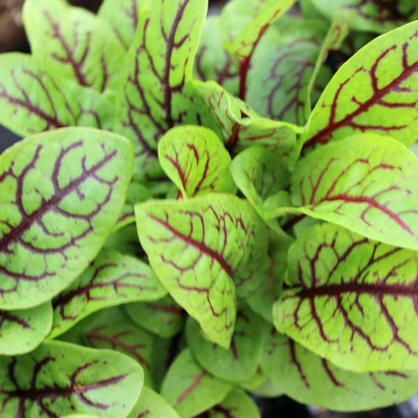 IPS042 - Red Veined Sorrel Seeds