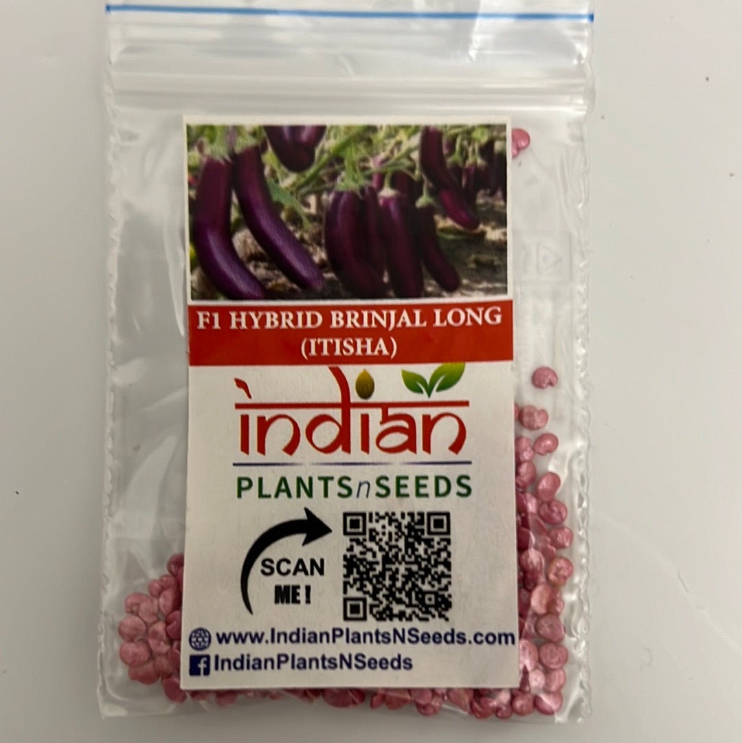 Lagerstroemia Fauriei 'Muskogee' Crape Myrtle Seeds - 50 Fresh Seeds For Planting