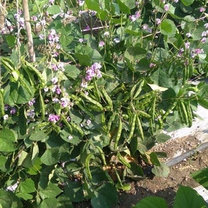 IPS012 - Chettu Chikkudu / Dolichos Bush / Reetu - 10 Seeds