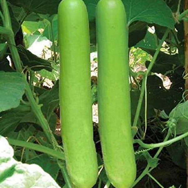 IPS008 - Bottle Gourd Long - Sorakaya Seeds -Hybrid-MGH 4(WARAD)- 10+ seeds