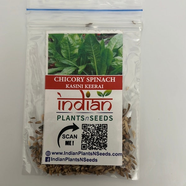 IPS106 - CHICORY SPINACH-KASINI keerai 50+ seeds