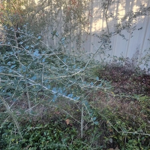 May include: A natural outdoor scene featuring various plants and shrubs. The foreground showcases a thorny bush with small, blue-green leaves. Behind it, other greenery and a fence are visible, creating a layered effect. The lighting suggests a sunny day.