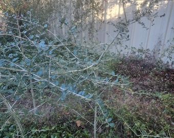 TEA TREE/Weeping Yaupon 2-3 ft male. Buy one get one FREE