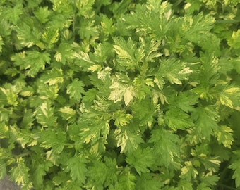 Variegated Mugwort 10 plants