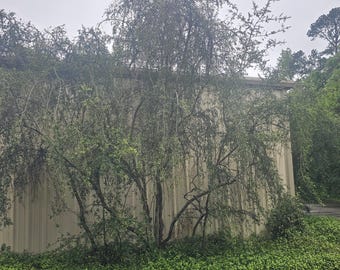 Yaupon/TEA Tree 2 +/-ft RANDOM/ Buy 1 get 1 free