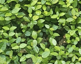 Asiatic Jasmine- amaizing ground coverage 10 big mature plants