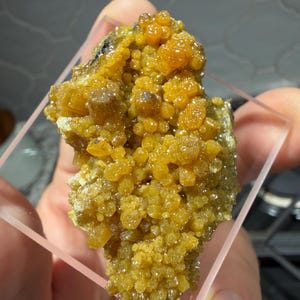 May include: A close-up of a mineral specimen featuring clusters of small, golden-yellow crystals. The crystals have a bubbly, textured appearance, and are set against a darker, earthy base. The specimen is held in a clear, square-shaped holder.