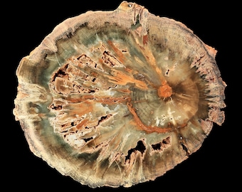 Deep Green Chromium Green Petrified Wood Round Zimbabwe
