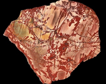 Dead Ringer / Dead Camel Picture Jasper Polished Specimen