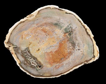 Colorful Pastel Colored Petrified Wood Specimen