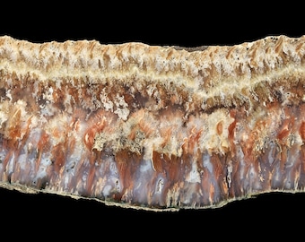 Polished Nyssea Plume Agate Specimen, One-Sided Display Stone
