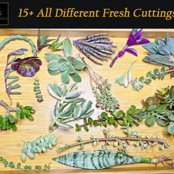 15+ Plant Cuttings All Different Varieties, Fresh Succulent Cuttings, Fresh House plant cuttings