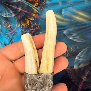 Kuripe from the antler of a deer