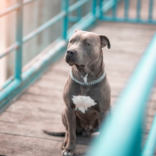 Grey Pitbull pitbull sitting  | Printable Wall Art | Instant Digital Download