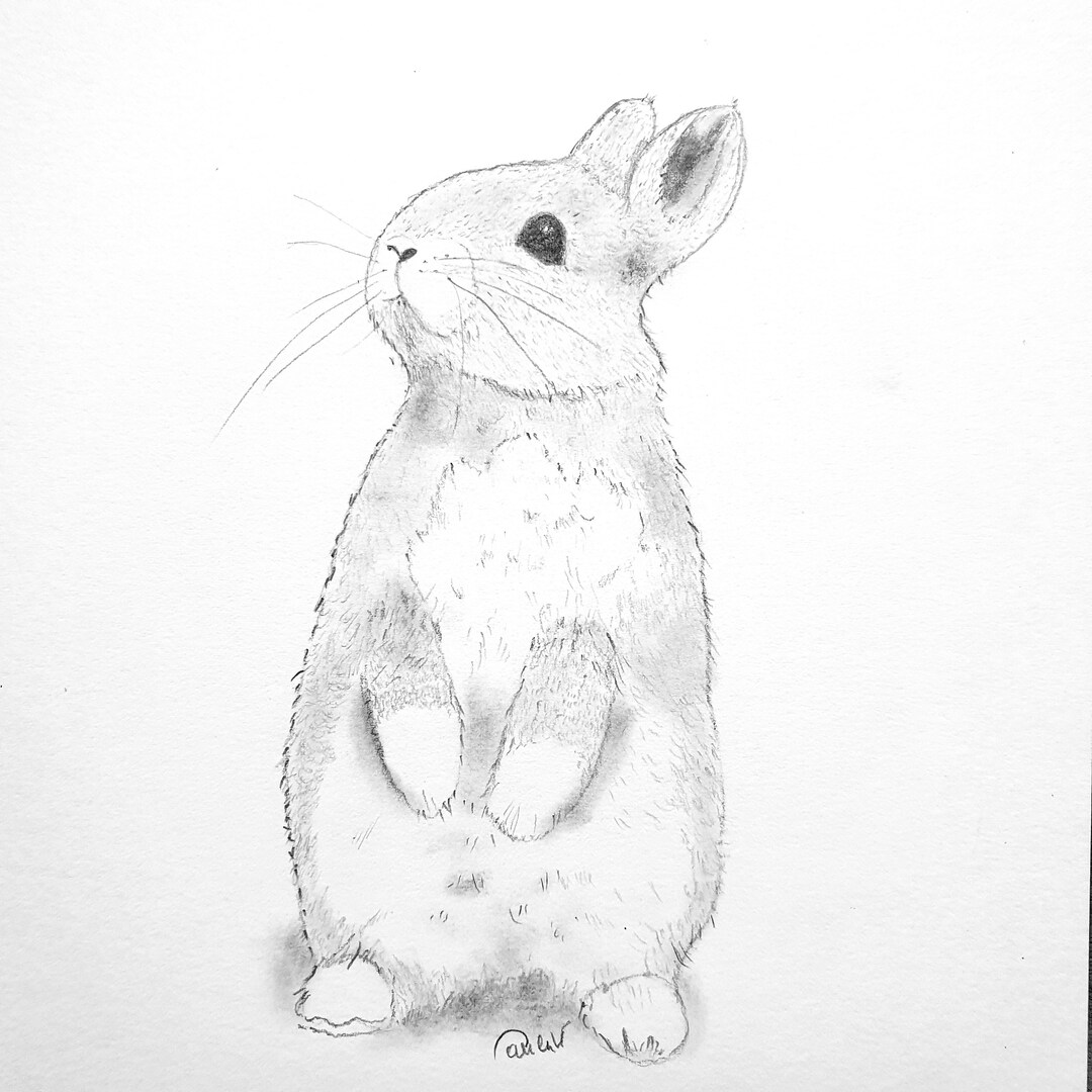 Graphite Pencil Drawing of an Adorable Rabbit. Drawing Entirely ...