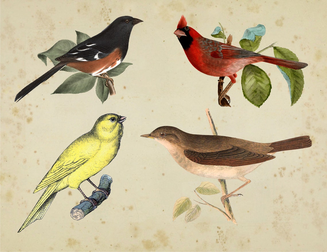Vintage Bird Illustrations PNG Digital Kit 13 Hi res PNG Files With vintage-bird-illustrations-png-digital-kit-13-hi-res-png-files-with