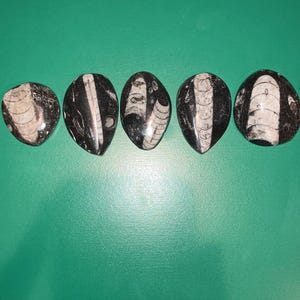 Bulk Sale Set of 6 Orthoceras Cephalopod Fossil Cabochon - Top Quality Fossilized Orthoceras for Jewelry Making and Collecting. deal fossil
