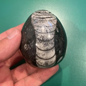Orthoceras Fossil Eggs | Polished Ortho Egg | Lapidary | Extinct Cephalopod Shell in Black Matrix | Fossil Specimen