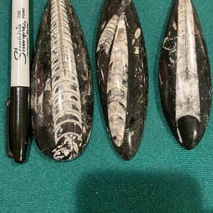 Bulk Sale: 3 Polished Cephalopod Fossil - Ancient Nautiloid Cephalopod, 350 Million Years Old