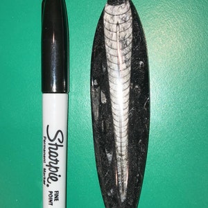 Genuine Black Orthoceras Fossil Large Orthoceras Polished Fossil Cephalopod Fossil Ancient Nautiloid Cephalopod- 350 million Years Old Gift