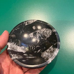 Unique 4 Inch Fossil Orthoceras Bowl | Ancient Marine Life Decor | Fossilized dishes Orthoceras Fossils Christmas Gift Cyber Monday Sale