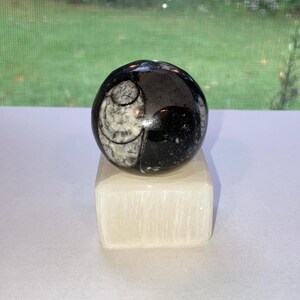 Orthoceras Fossil Sphere, Black Crystal Ball, Genuine Fossils Grounding Stone Root Chakra Altar Piece Nautiloid Cephalopod Christmas Gift