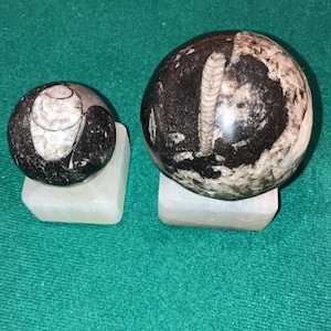 ORTHOCERAS FOSSIL SPHERE with stand bundle: 1 small sphere, 1 Large Orthoceras Sphere | Orthoceras Nautiloid Fossil Sphere Orb | bulk sale