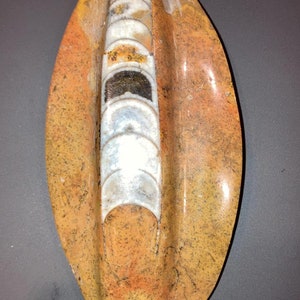 Brown Orthoceras Spear  Genuine Morocco Fossil Ammonite | Decorative Fossil Collectible | Ancient creature sculpture | Fossilized cephalopod
