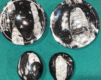Orthoceras Bundle: 4-Inch Bowl and 2 Beautiful Eggs | Bulk Sale | Wholesale Fossils for Gifting and Reselling