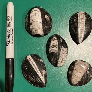 bulk sale 5 Natural Orthoceras Fossil Teardrop  Cabochon Gemstone for Jewelry Designers - Pendant, Necklace, Bracelet or Bolo