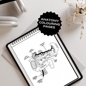 Biology colouring sheet for study note taking printable anatomy graphic illustration For adults and kids School exam resources Study guide