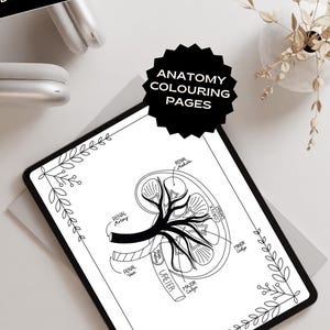 Anatomy colouring pages Human Body coloring sheet JPG Body Systems Nursing Colouring Book Anatomy printable Human Organ