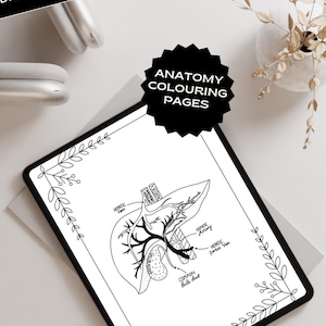 Anatomy colouring pages Human Body coloring sheet JPG Body Systems Nursing Colouring Book Anatomy printable Human Organ