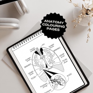 Anatomy graphic digital download colouring sheet for college student exam and notes medical clipart print poster