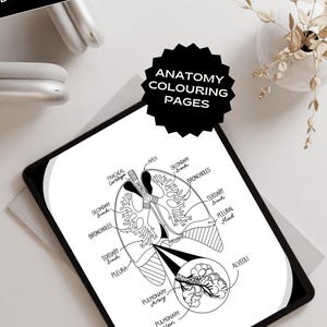 Digital anatomy educational colouring page study page for students medical professional resource illustration