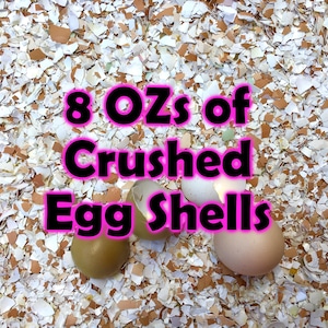 8oz Crushed Egg Shells | Calcium for Isopods, Reptiles, Snails Gardens | Natural Soil & Feed Supplement Bioactive Terrariums Calcium Source