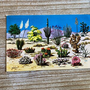 Cactus et flore du désert du Grand Sud-Ouest, figue de Barbarie, Saguaro, Cholla, Joshua Tree, Yucca, 1966, timbre oblitéré, carte postale vintage