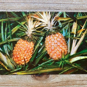 May include: A vintage postcard featuring two ripe pineapples with textured orange skin and spiky green leaves. The pineapples are surrounded by long, green foliage, creating a tropical theme. The postcard is set against a wooden background.