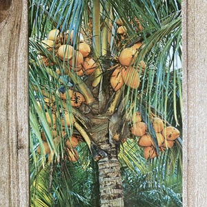 Cocotiers, Floride, 3 mars 1967, timbre oblitéré, carte postale souvenir vintage