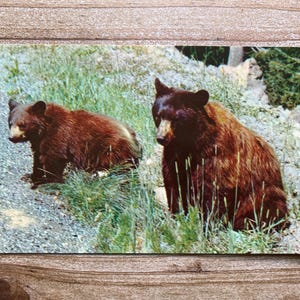 Carte postale ancienne, Ours noir américain, Parc national de Yosemite, Californie, inutilisé, souvenir antique